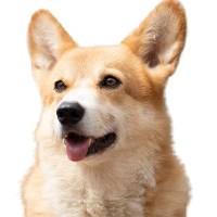 BNB Dog Inu
