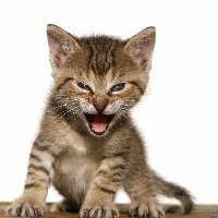 ROARINGCAT,Roaring Kitty