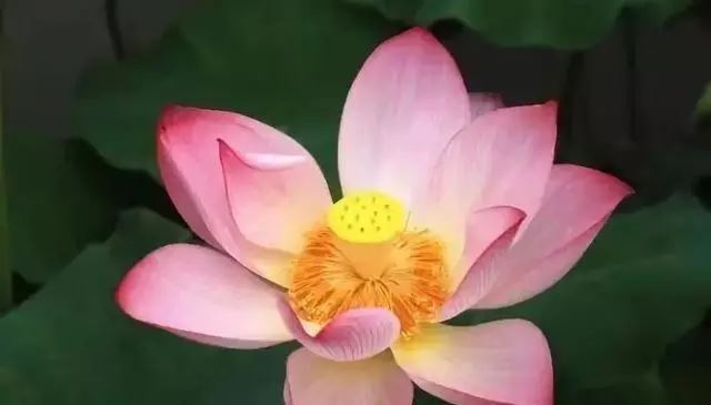 怎么從QQ頭像看一個(gè)人的性格?QQ頭像意思解析