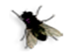 Fly on Desktop 真實模擬蒼蠅的爬行 V2.02 綠色免費版