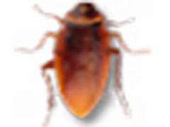 Cockroach on Desktop 桌面蟑螂 v1.2 漢化綠色免費版