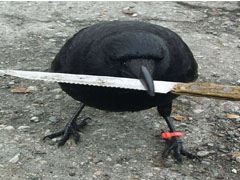 Crow with Knife (CAW)幣是什么？CAW代幣經(jīng)濟學、未來展望及價格預測