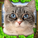 流浪猫模拟器手机版(RPG模拟生存游戏) StrayCatSim v1.0.4 官方