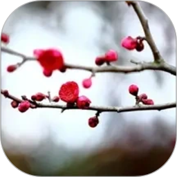 梅花易数笔记(排盘工具) v1.5.5 安卓版