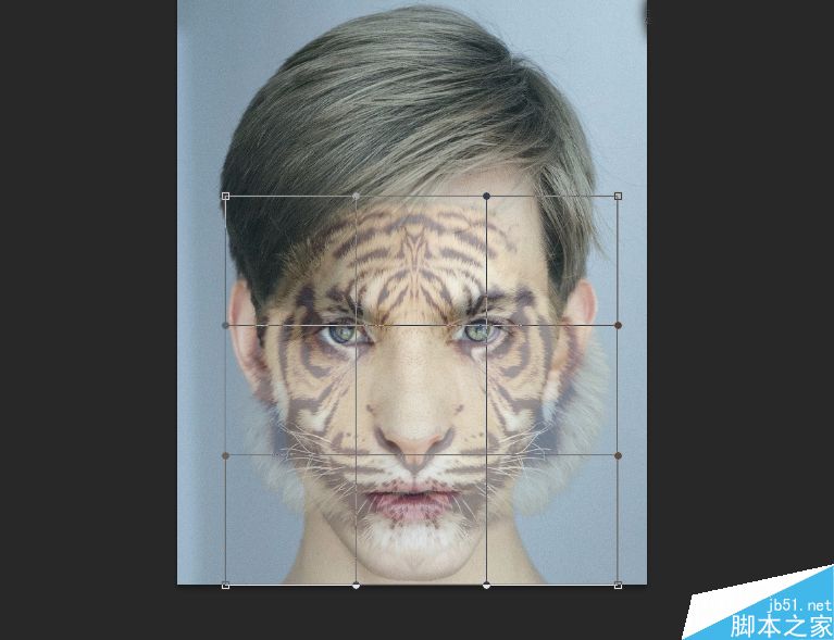 Photoshop將老虎頭像和人臉完美融合在一起的效果圖