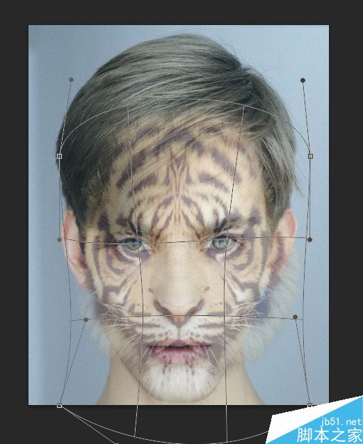 Photoshop將老虎頭像和人臉完美融合在一起的效果圖