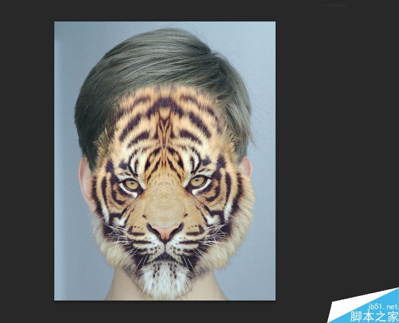 Photoshop將老虎頭像和人臉完美融合在一起的效果圖