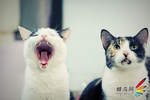 高速快门用到极致拍大片 让快门再快一点