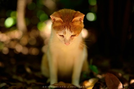 猫的国 专访摄影师丁三郎