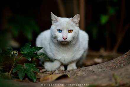 猫的国 专访摄影师丁三郎