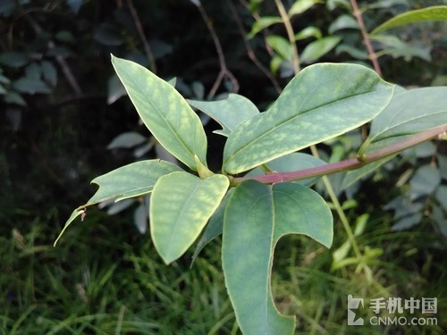 ELIFE S5.1拍照體驗(yàn)(2)_ELIFE S5.1第3張圖