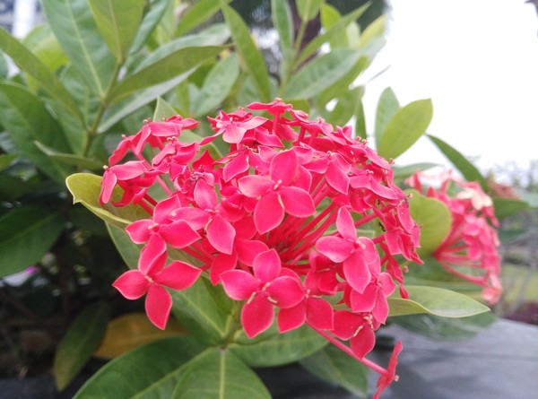 華為G7