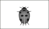 coreldraw绘制七星瓢虫  CorelDraw使用技巧教程