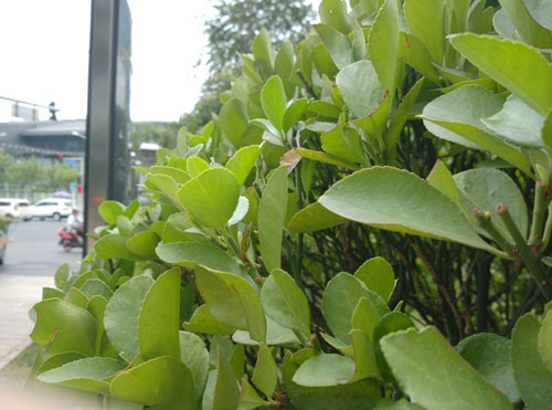 小米4