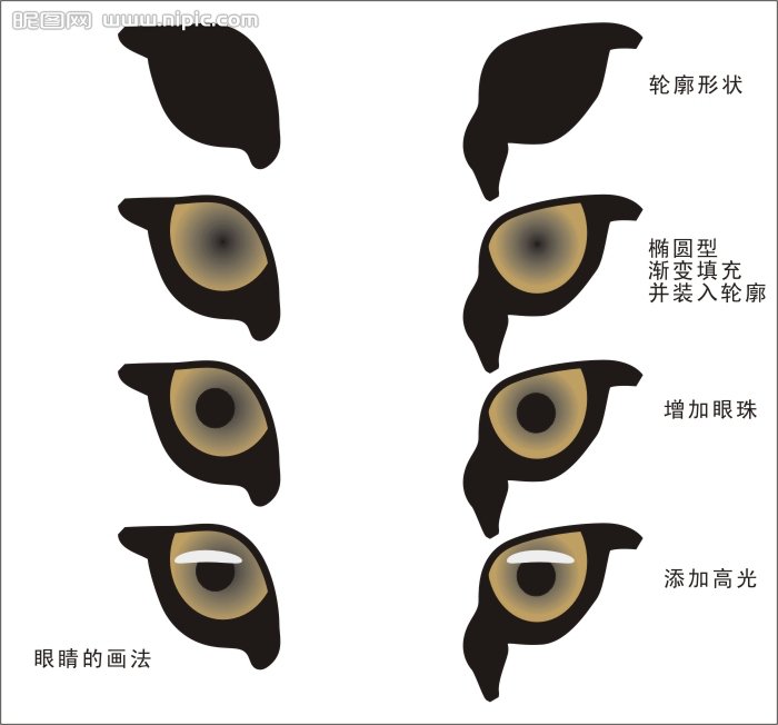 CDR绘制可爱的幼虎  CDR实例教程