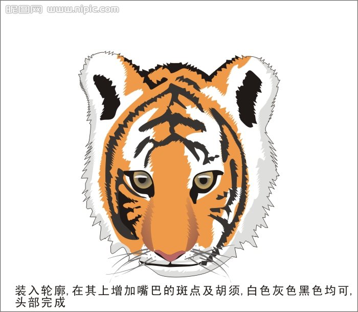 CDR绘制可爱的幼虎  CDR实例教程