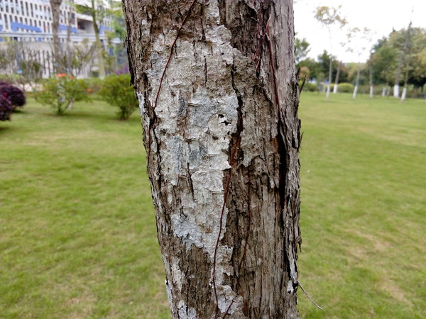 乐檬K3 Note标准版 乐檬K3 Note标准版