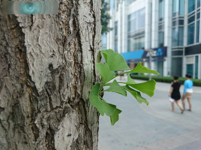 OneSony完成体 索尼Xperia Z3+ Dual评测