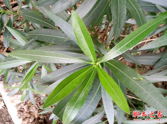 理性对待抢购,魅蓝note2体验点评