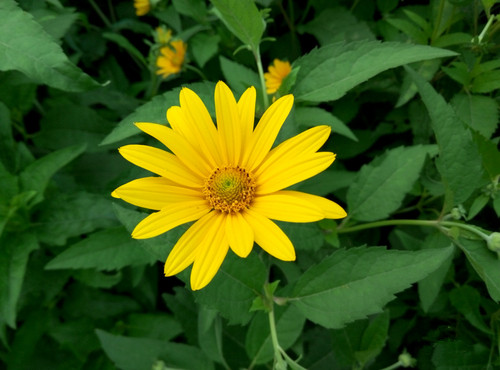 魅藍note2樣張-2