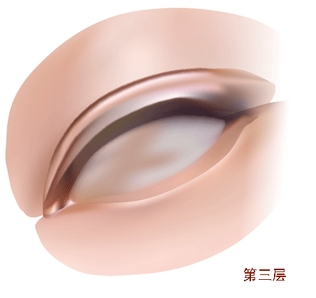 AI教程 AI漸變網(wǎng)格打造美女精致五官 腳本之家 AI實例教程