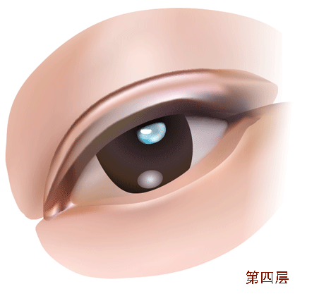 AI教程 AI漸變網(wǎng)格打造美女精致五官 腳本之家 AI實例教程