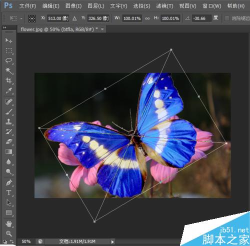 在ps中給花朵添加一只飛舞的蝴蝶