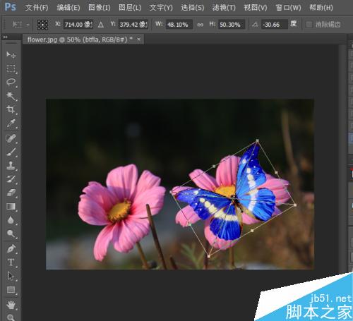 在ps中給花朵添加一只飛舞的蝴蝶
