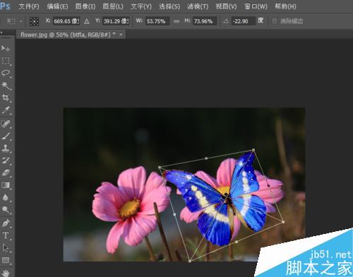 在ps中給花朵添加一只飛舞的蝴蝶