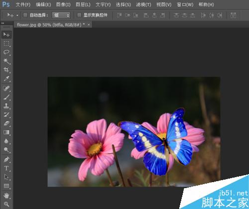 在ps中給花朵添加一只飛舞的蝴蝶