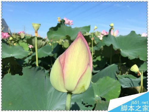 怎样拍出荷花的韵味美？