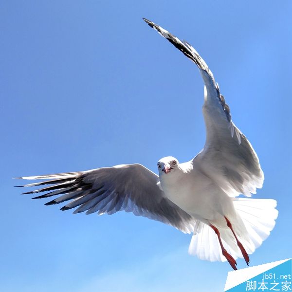 用手机拍飞在空中的海鸥?!能行吗?