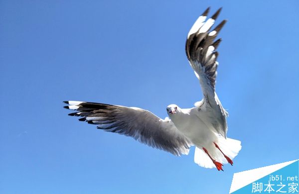 用手机拍飞在空中的海鸥?!能行吗?
