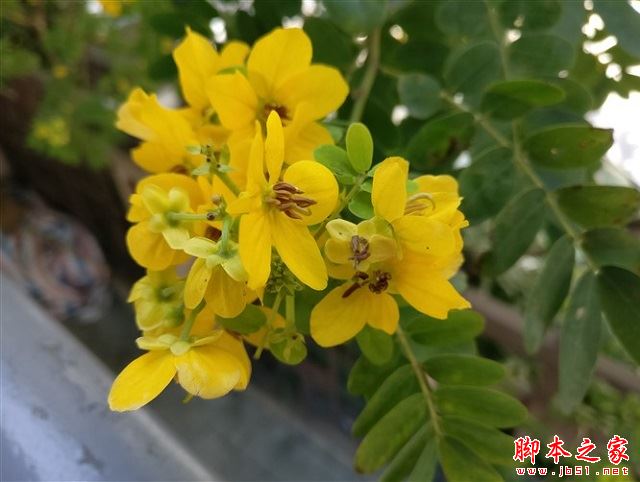 一加3T拍照怎么樣 一加手機(jī)3T拍照對比一加3區(qū)別詳解附拍照樣張