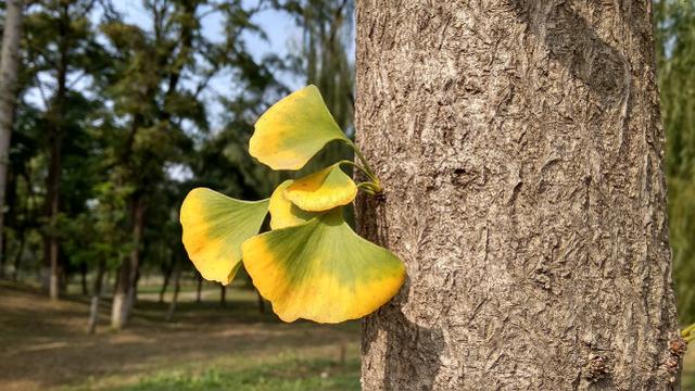 紅米5A評(píng)測(cè) 599元紅米5A值得買(mǎi)嗎？