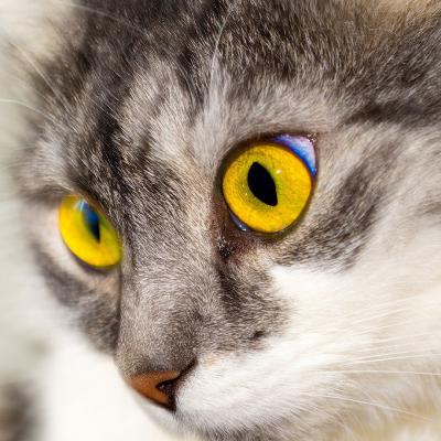可爱猫咪头像萌图片 卖萌可爱的猫咪微信头像图片
