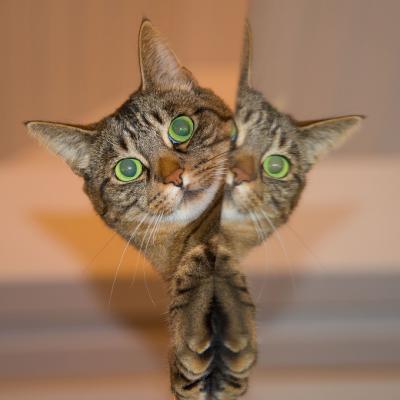 可爱猫咪头像萌图片 卖萌可爱的猫咪微信头像图片