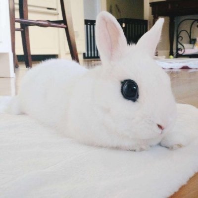 微信兔子头像 超萌可爱小兔子微信头像图片