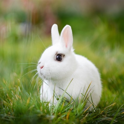 微信兔子头像 超萌可爱小兔子微信头像图片
