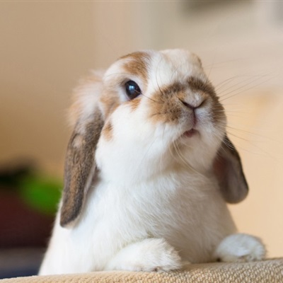 微信兔子头像,超萌可爱小兔子微信头像图片