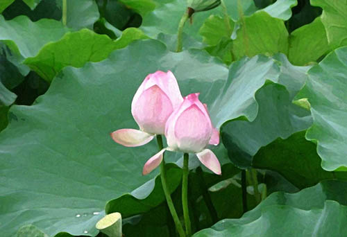 Photoshop制作水彩主題風(fēng)格的荷花圖