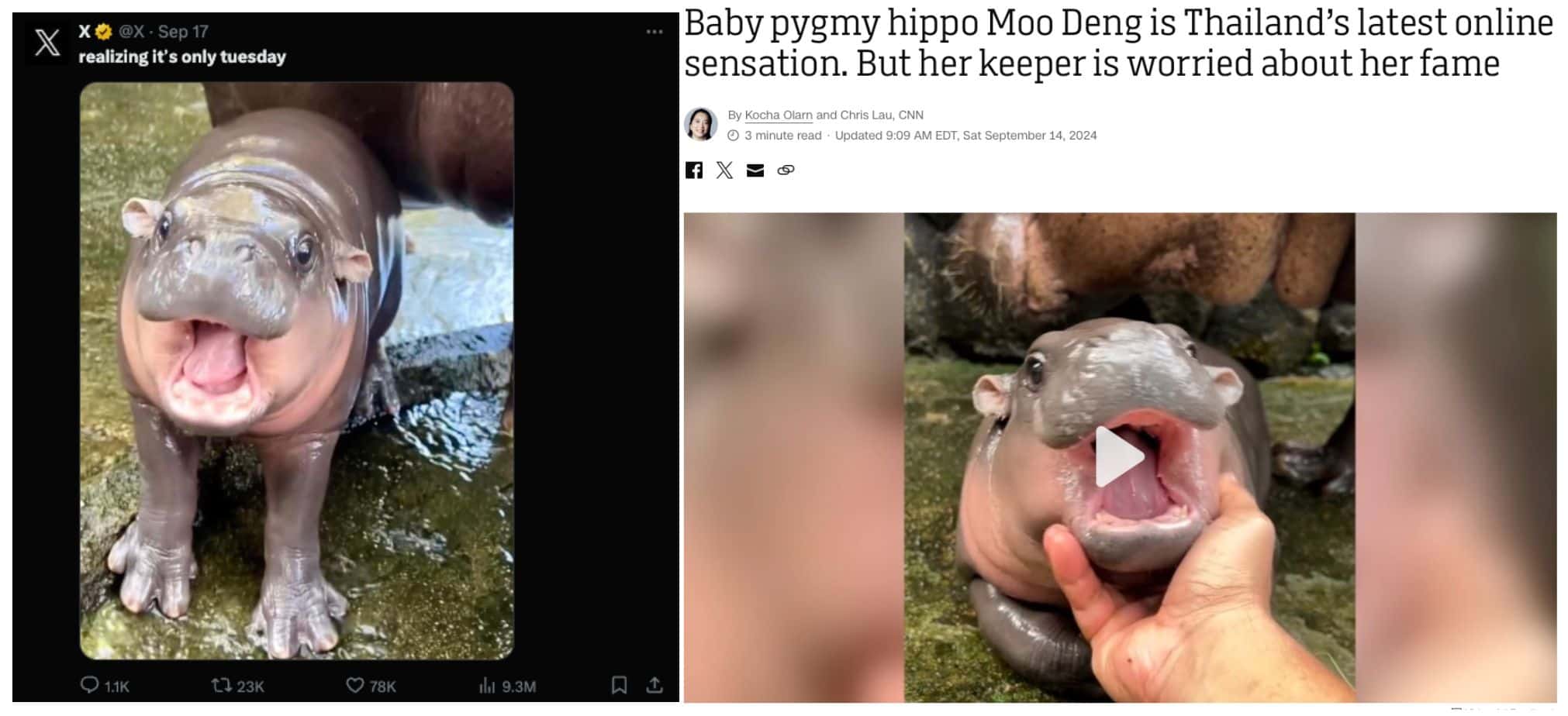 「網(wǎng)紅動(dòng)物Meme潮」來襲，河馬MooDeng十天漲百倍