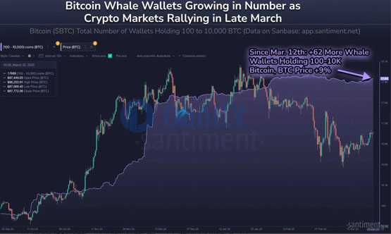 Santiment：比特幣巨鯨開始重新累積BTC！山寨季無(wú)法到來(lái)是meme幣影響？