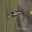 www.dbjr.com.cn