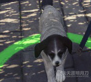 www.dbjr.com.cn