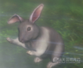 www.dbjr.com.cn