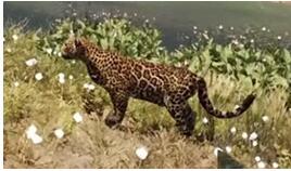 《孤岛惊魂：原始杀戮》豹子Jaguar属性