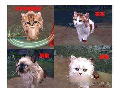 剑网3波斯猫宠物怎么获得_波斯猫宠物获得方法(必看)_网络游戏_游戏攻略_-六神源码网