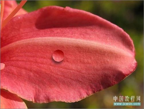 Photoshop輕松繪制樹葉上的露珠_腳本之家jb51.net整理