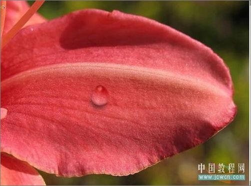 Photoshop輕松繪制樹(shù)葉上的露珠_(kāi)腳本之家jb51.net整理